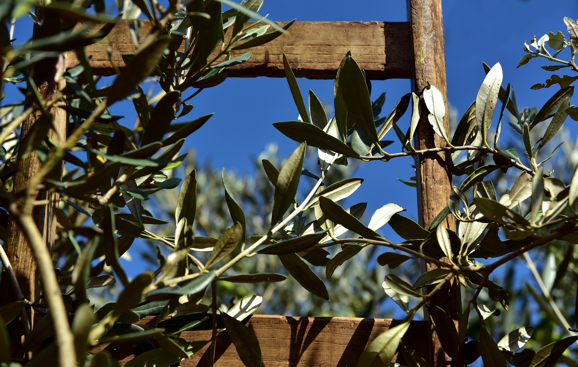 Olivenbäume sind der Inbegriff des Südens