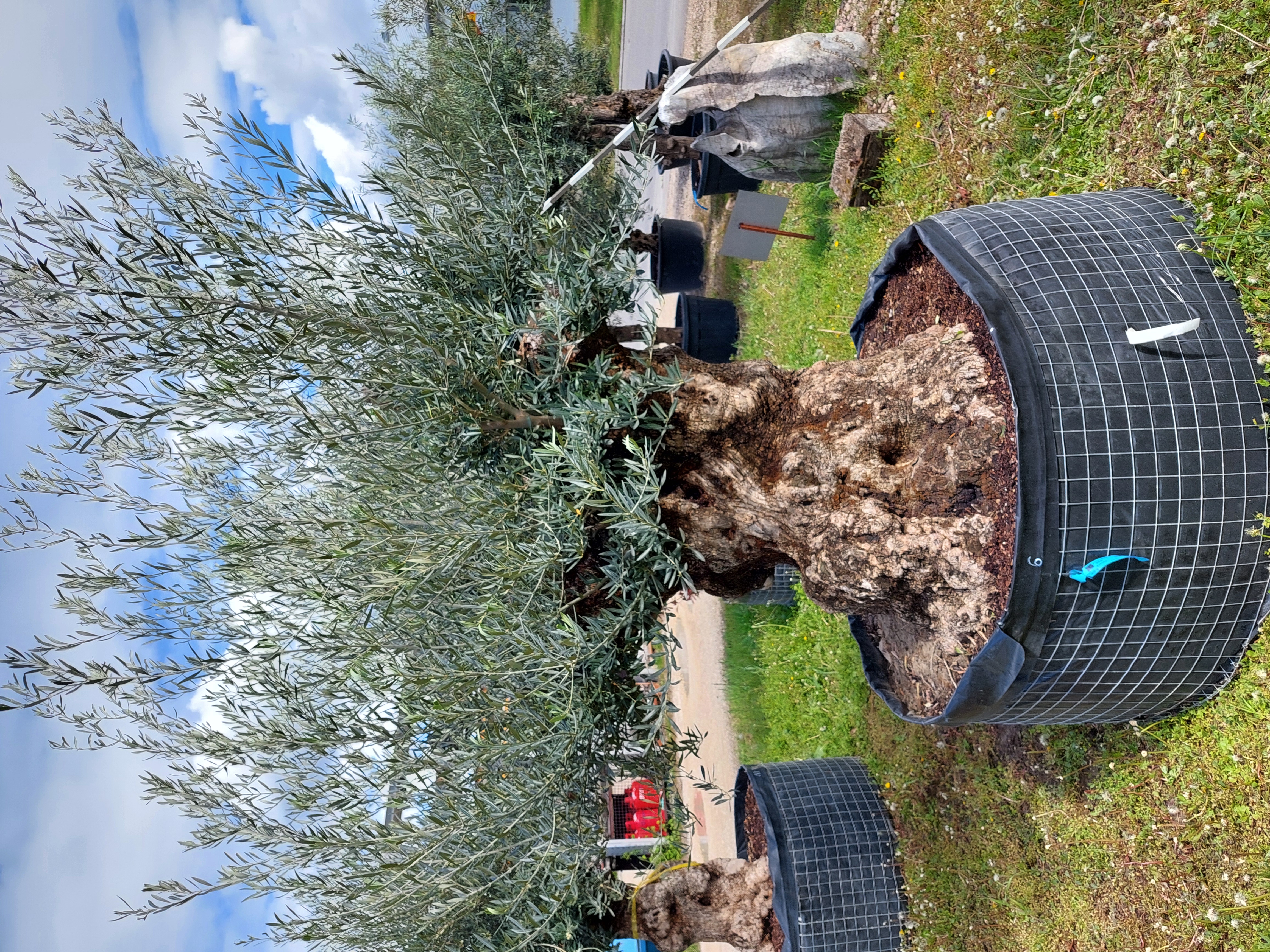 Olivenbaum (Olea Europea)