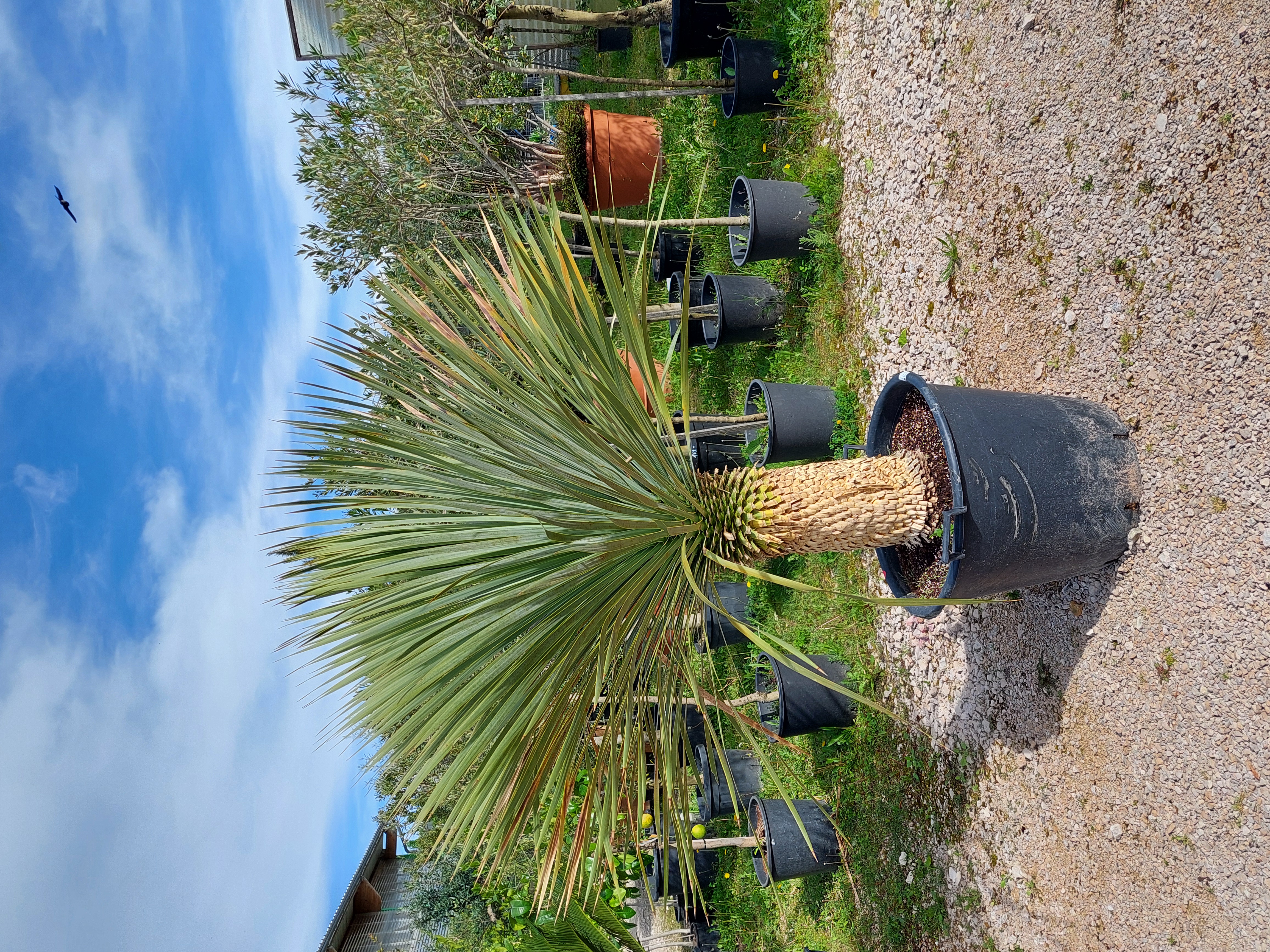 Yucca Rostrata