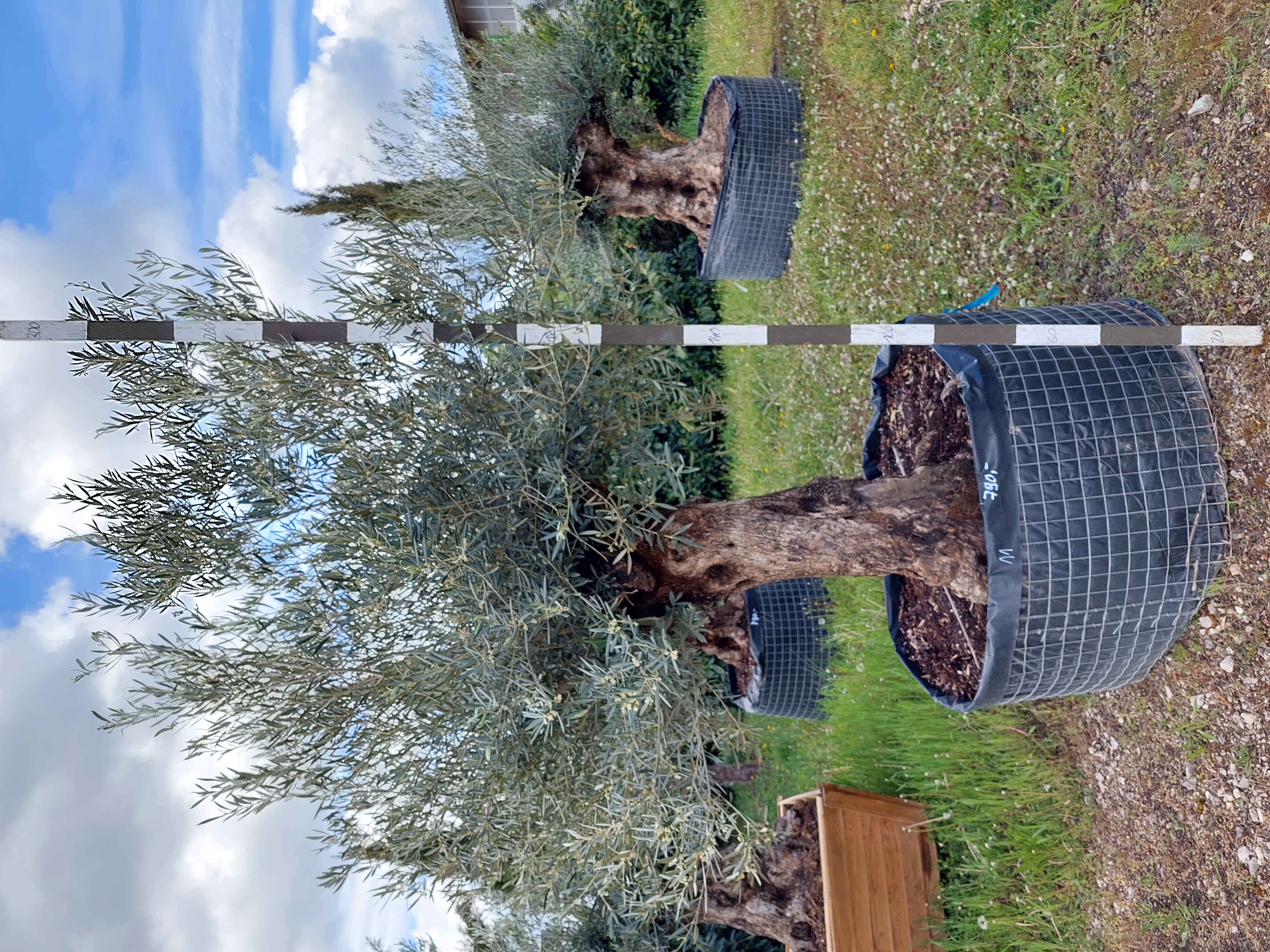 Olivenbaum (Olea Europea)