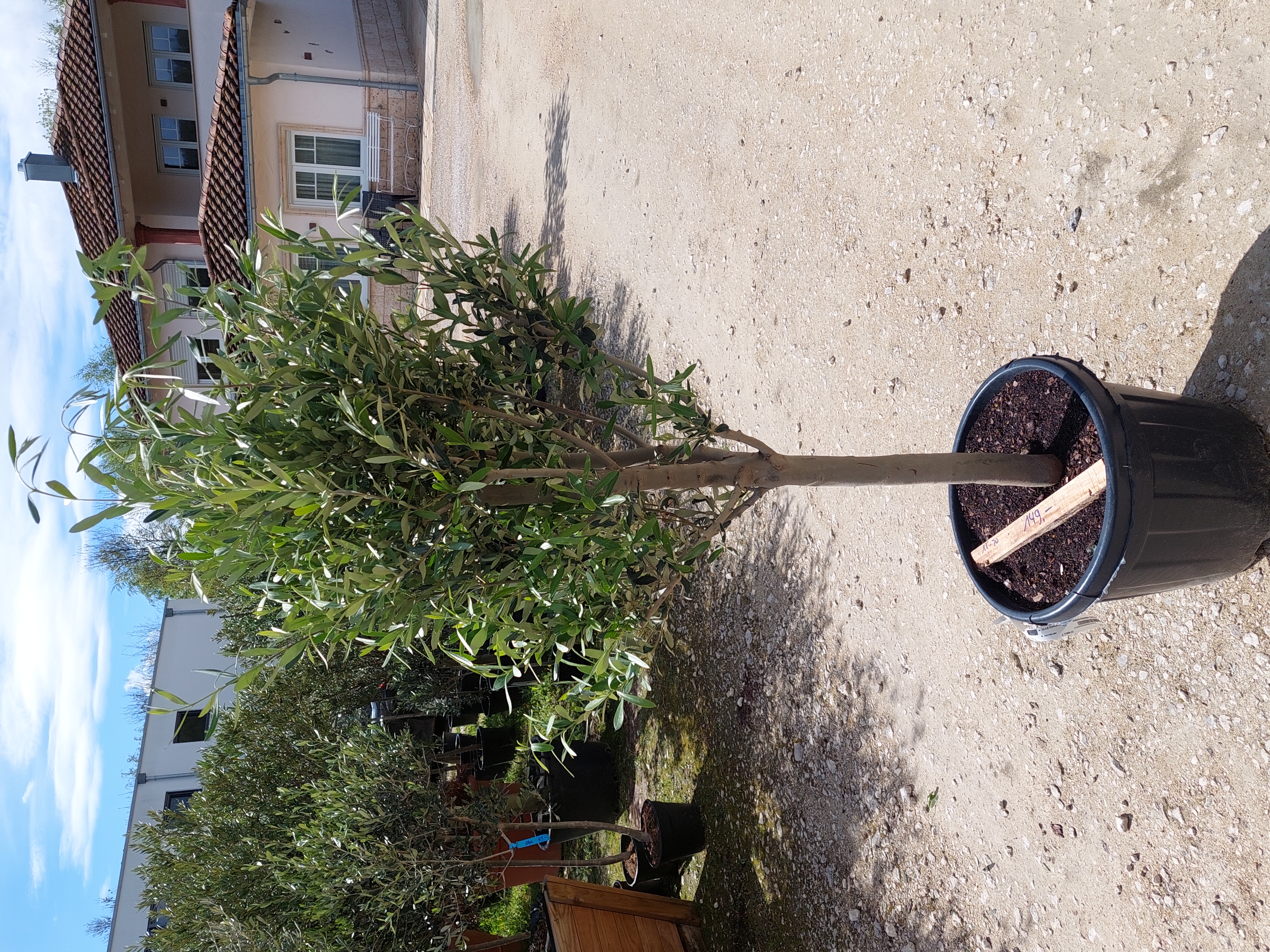 Olivenbaum (Olea Europea)