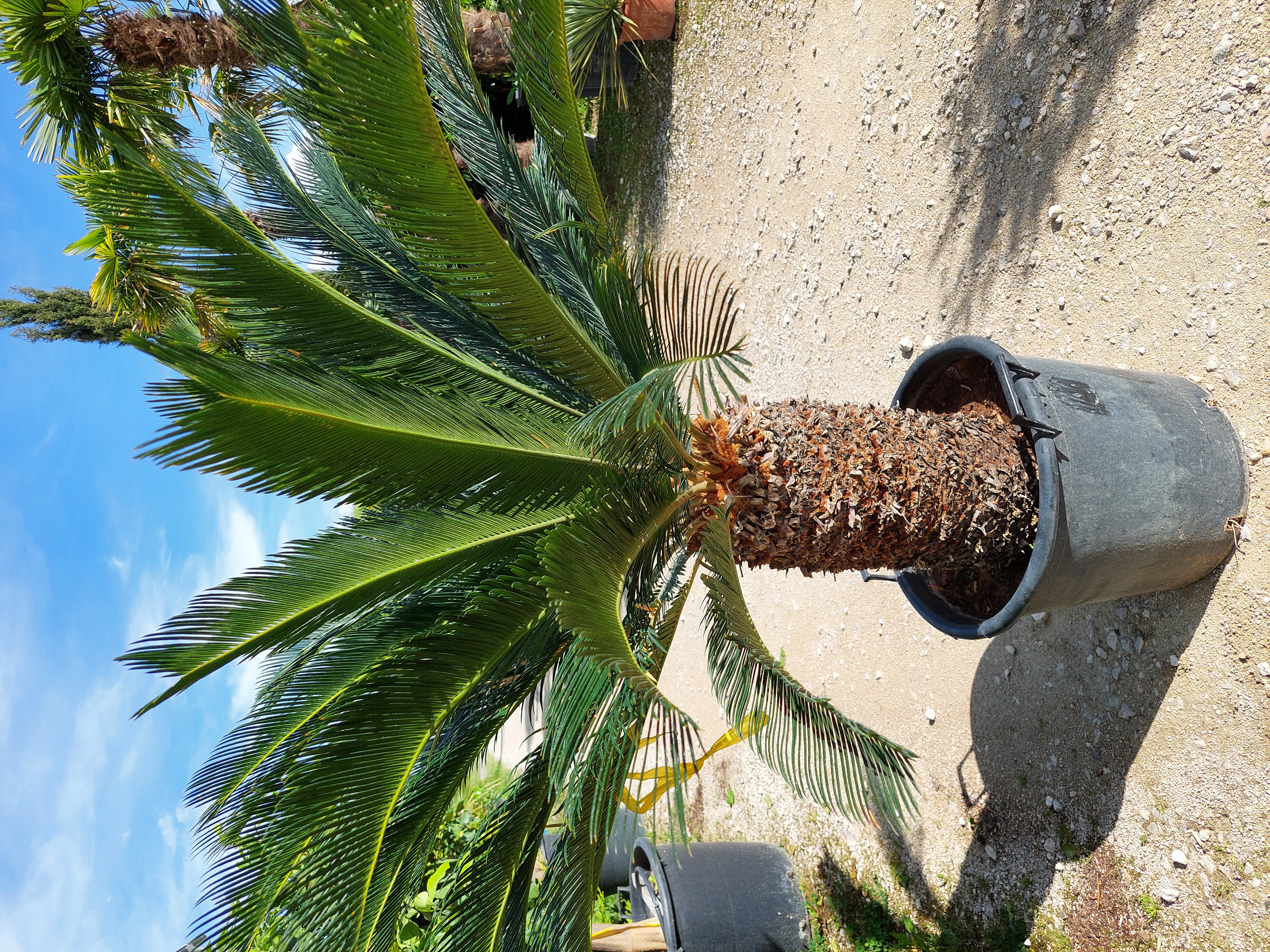 Cycas Revoluta